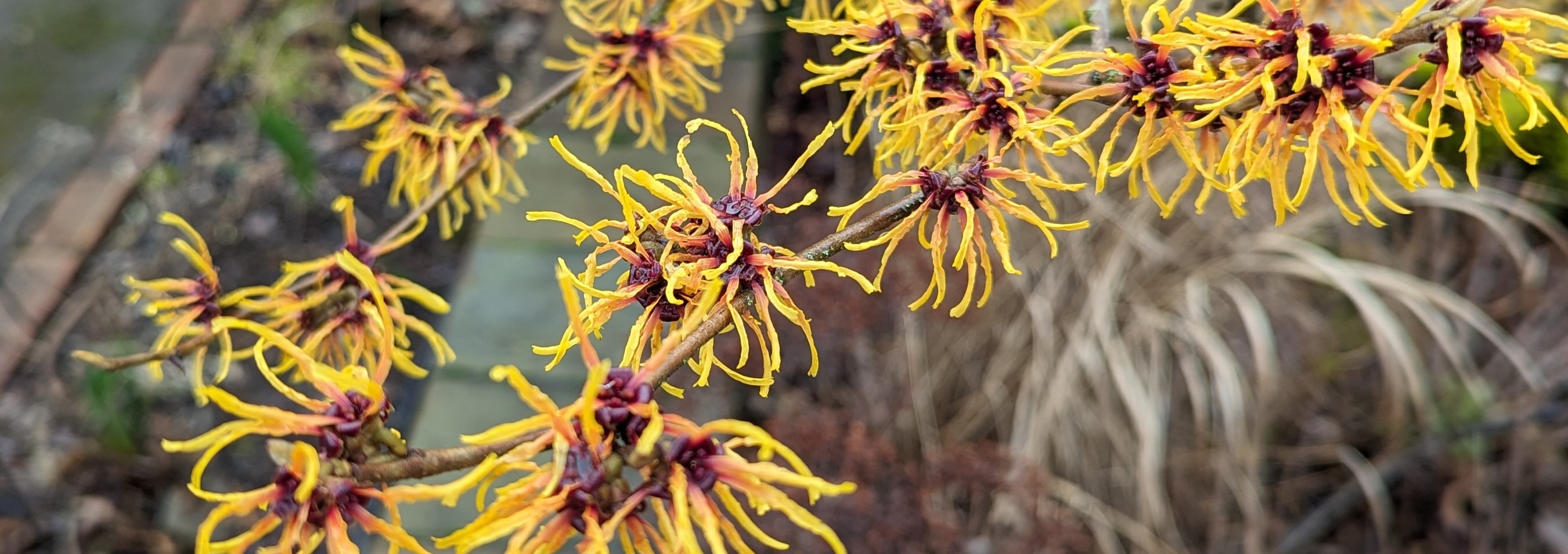Several yellow flowers on a branch of Witch Hazel. The middle flower is the only one in-focus.