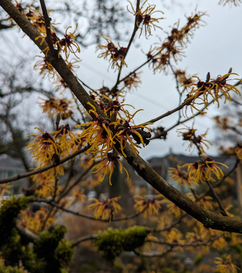 Clumps of yellow flowers on branches of criss-crossing Witch Hazel.